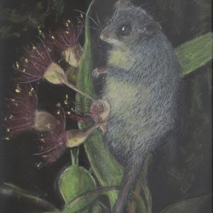 Possum